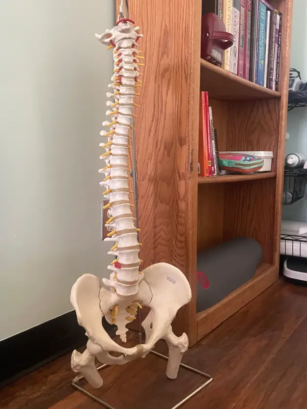 spine model